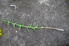 Taraxacum incisum