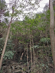 Machilus leptophylla