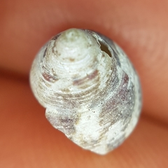 Steromphala adansonii