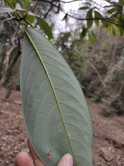 Machilus leptophylla