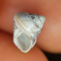 Steromphala adansonii