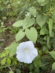 Calystegia catesbeiana