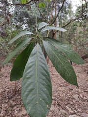 Machilus leptophylla