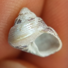 Steromphala adansonii