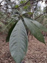 Machilus leptophylla