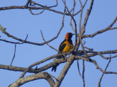 Icterus auricapillus