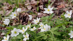 Anemonoides nemorosa