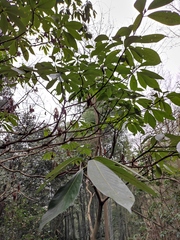 Machilus leptophylla