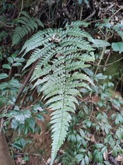 Dryopteris fuscipes