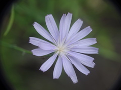 Lactuca tenerrima