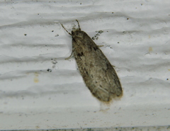 Semioscopis