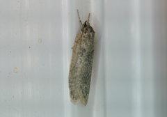 Semioscopis
