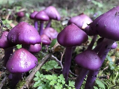 Cortinarius magellanicus