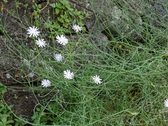 Lactuca tenerrima