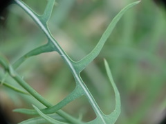 Lactuca tenerrima