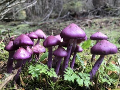 Cortinarius magellanicus