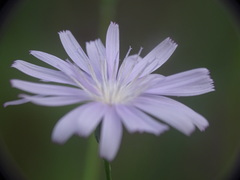 Lactuca tenerrima