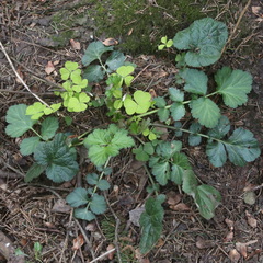 Geum urbanum