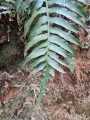 Plagiogyria japonica