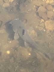 Ameiurus nebulosus
