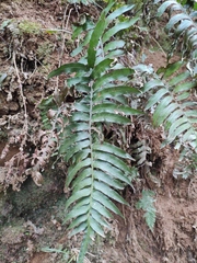 Plagiogyria japonica