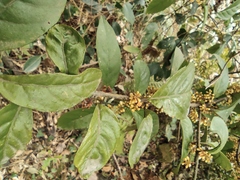 Maesa japonica