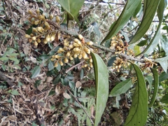 Maesa japonica