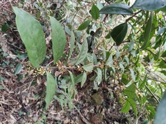 Maesa japonica