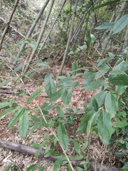 Lindera glauca