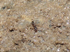Hypoponera opacior