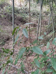 Lindera glauca