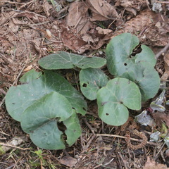Asarum europaeum