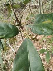 Lindera glauca