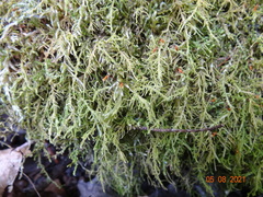 Claopodium whippleanum