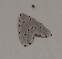 Metaemene satellita