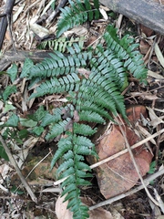 Dryopteris fuscipes