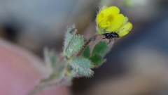 Medicago coronata