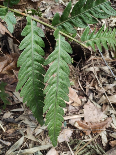 Woodwardia japonica iNat (3)