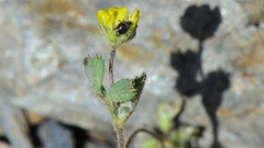 Medicago coronata