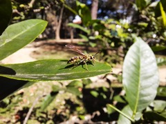Polybia fastidiosuscula