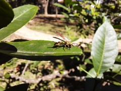 Polybia fastidiosuscula