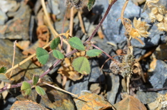 Medicago coronata
