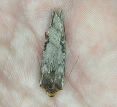 Xylena thoracica