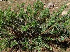Thymelaea tartonraira thomasii