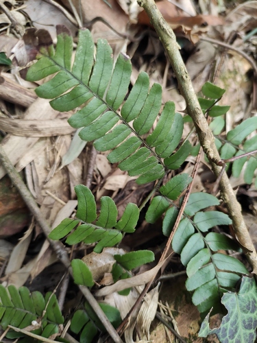 Dryopteris fuscipes iNat (3)