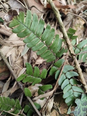 Dryopteris fuscipes