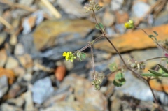 Medicago coronata
