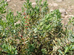 Thymelaea tartonraira thomasii