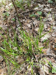 Melica nutans