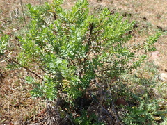 Thymelaea tartonraira thomasii